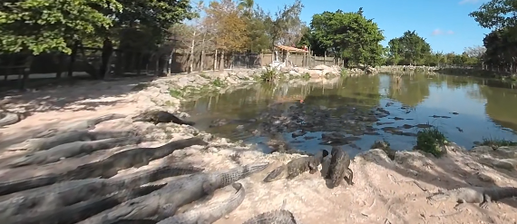 video-card-thumbnail