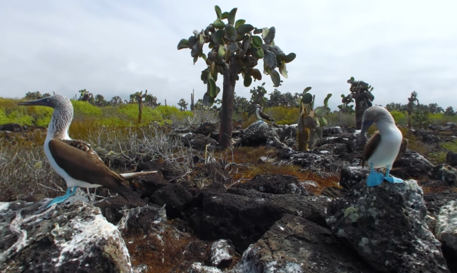 video-card-thumbnail