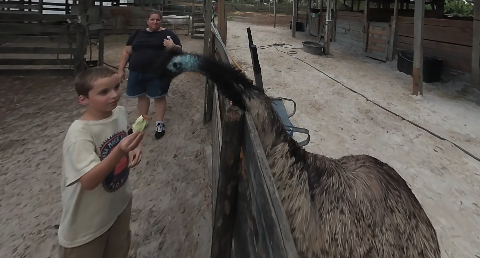 video-card-thumbnail