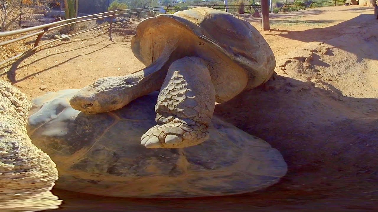 video-card-thumbnail