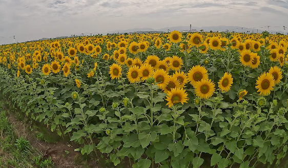 video-card-thumbnail