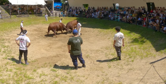 video-card-thumbnail