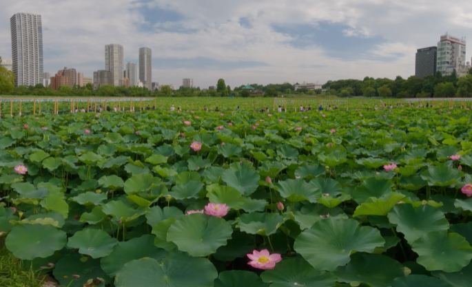 video-card-thumbnail