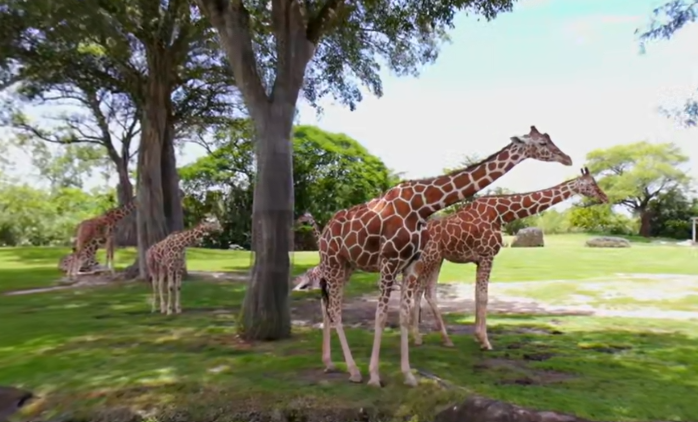 video-card-thumbnail