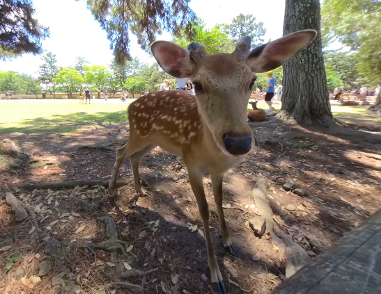 video-card-thumbnail