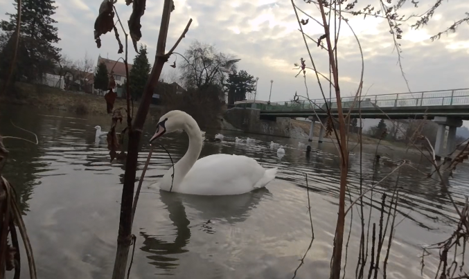 video-card-thumbnail