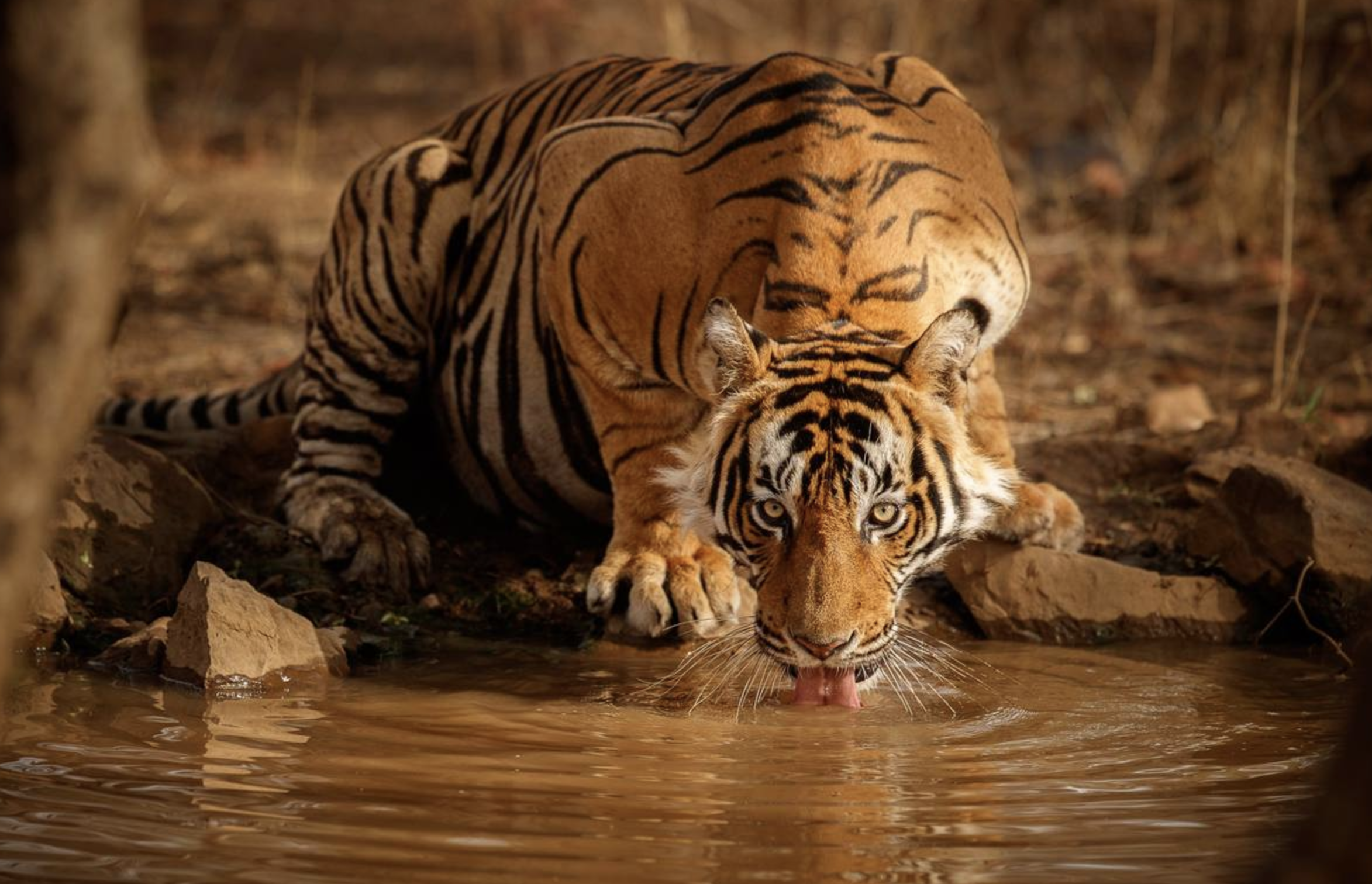 video-card-thumbnail