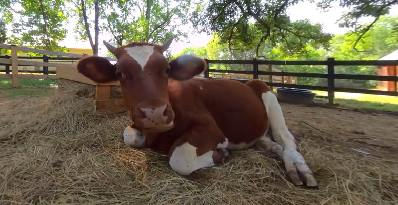 video-card-thumbnail