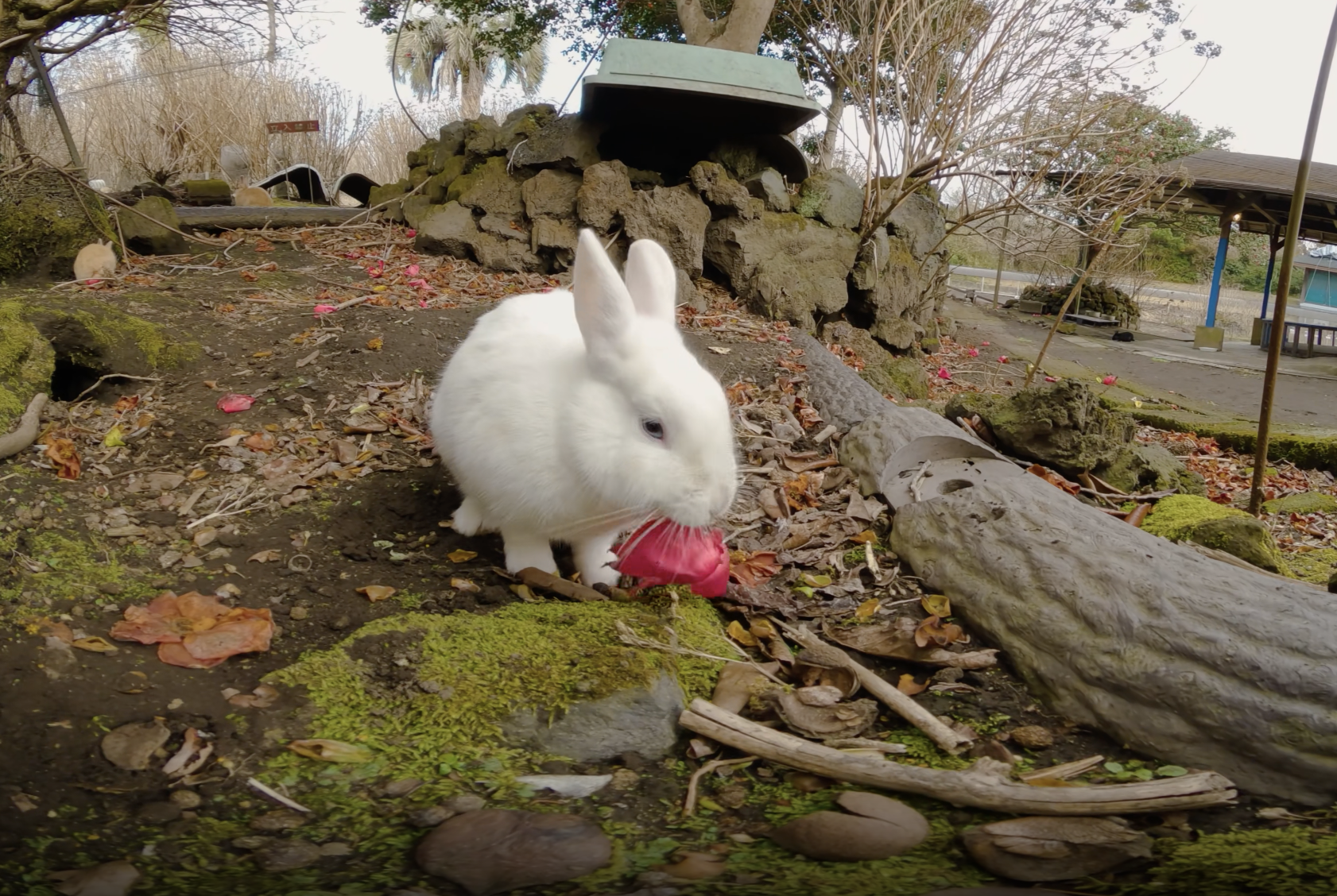 video-card-thumbnail