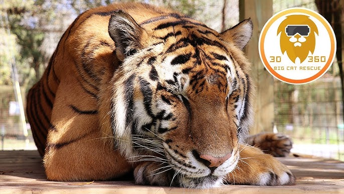 video-card-thumbnail