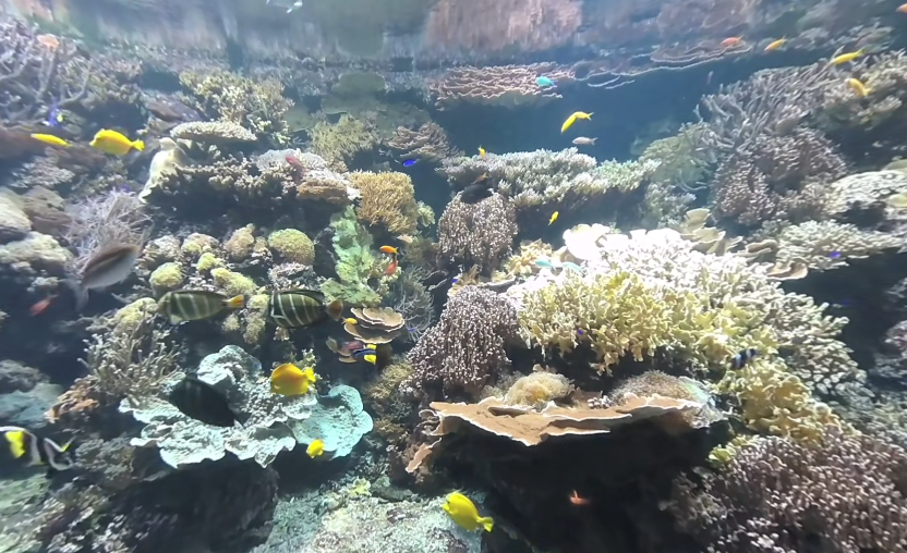 video-card-thumbnail