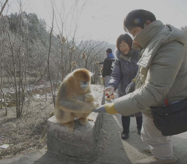 video-card-thumbnail