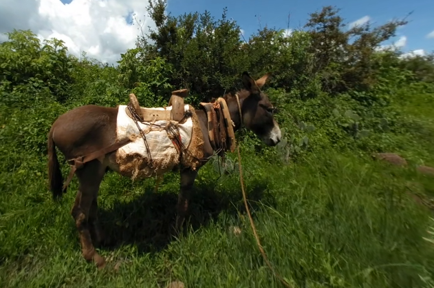 video-card-thumbnail