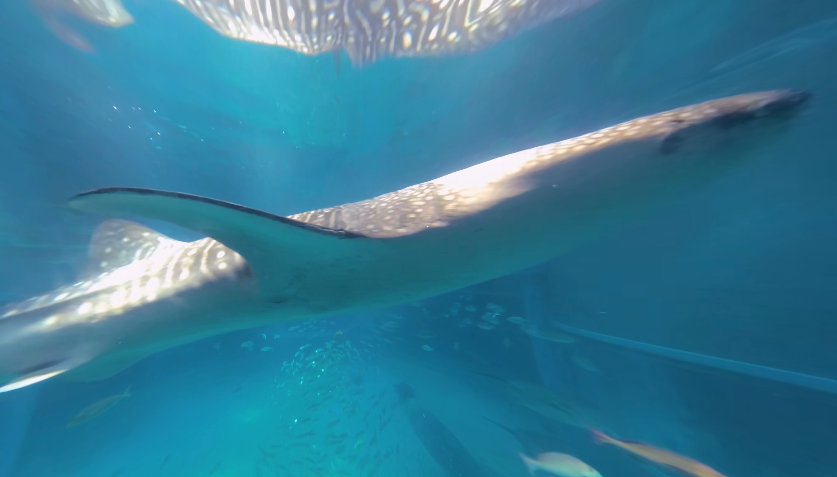 video-card-thumbnail