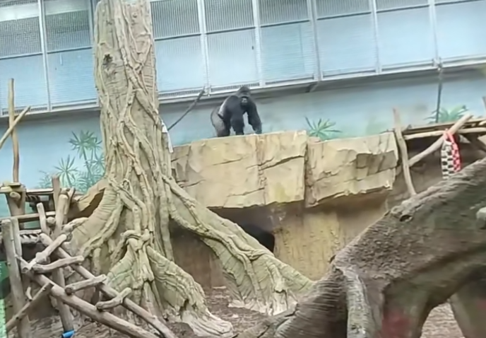 video-card-thumbnail